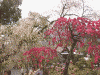 久遠寺：境内の桜(6)