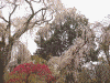 久遠寺：境内の桜(7)