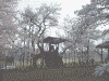 山高神代桜(1)