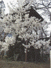 山高神代桜(4)