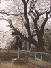 実相寺：桜(6)