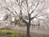 実相寺の桜(2)
